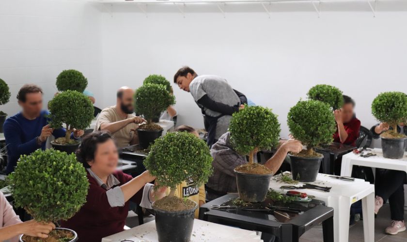 Saiba como fazer mudas de bonsai e começar agora seu cultivo 1