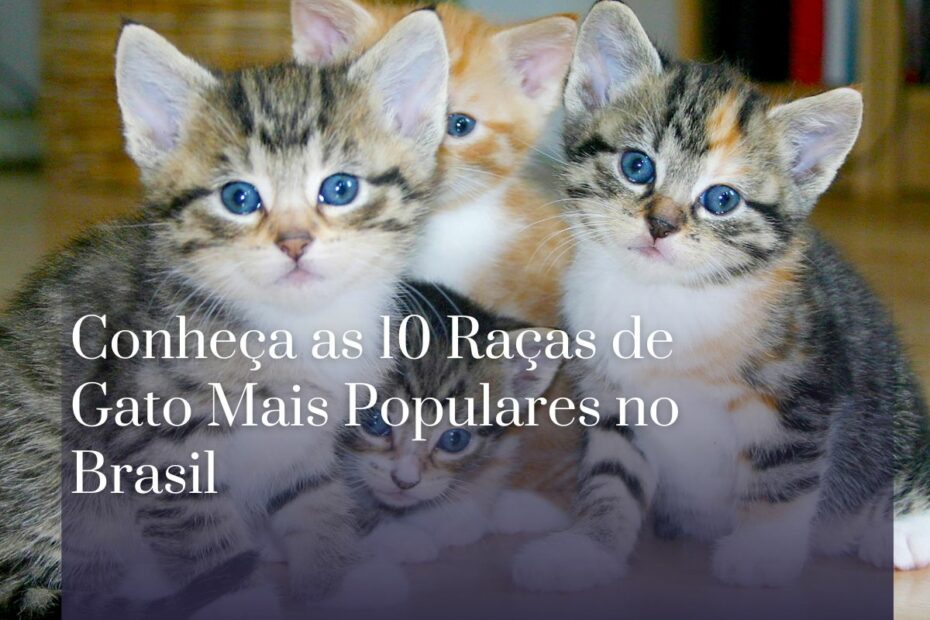 Conheça as 10 Raças de Gato Mais Populares no Brasil (1)