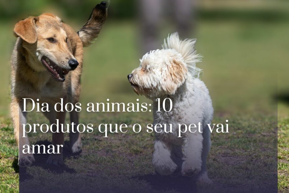 Dia dos animais 10 produtos que o seu pet vai amar (1)